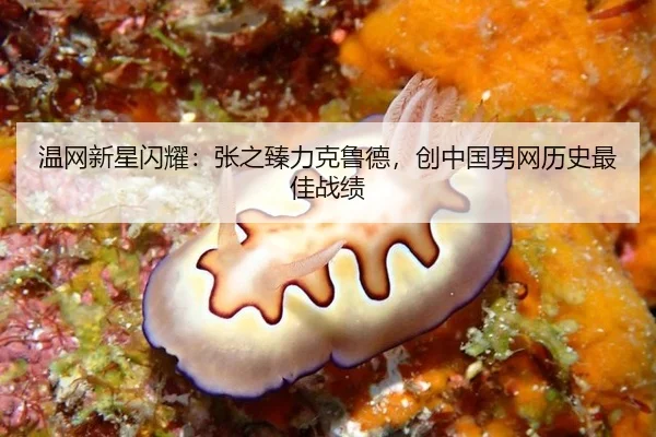温网新星闪耀：张之臻力克鲁德，创中国男网历史最佳战绩